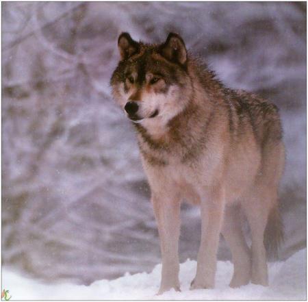 WULFILA