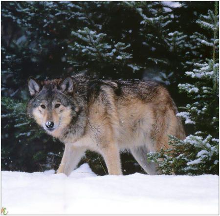 LE LOUP